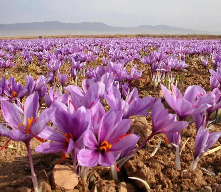 5 Benefits of Saffron and Ashwagandha Together: The Ultimate Stress-Fighting Duo