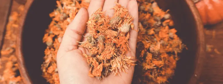 Why Herbal Extracts Are Better Than Raw Herb Powder?